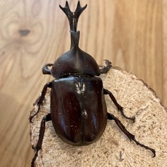 カブトムシ　オス　75㎜（野外採集品）の画像