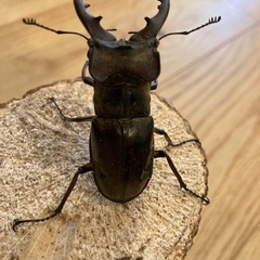 ミヤマクワガタ　オス　61㎜（野外採集品）