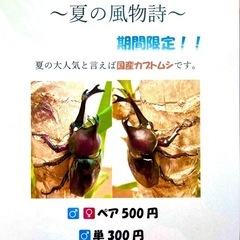 国産カブトムシ【完売御礼】