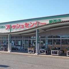 国産カブトムシの画像