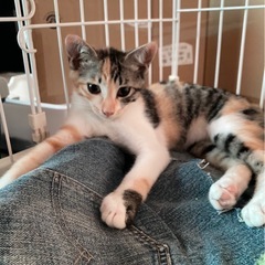 みけねこのミチちゃん♡