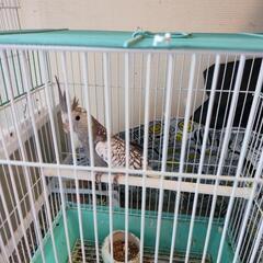 今年４月に雛で、購入した、オカメインコ。 - 大阪市