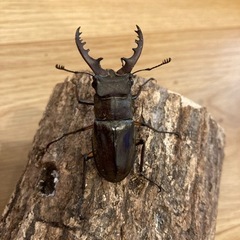 ミヤマクワガタ　オス　52㎜（野外採集品）