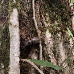 ミヤマクワガタ　オス　52㎜（野外採集品）の画像