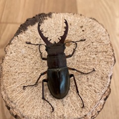 ミヤマクワガタ　オス　42㎜（野外採集品）