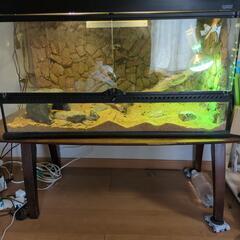 【決定しました】8/3.4来れる方優先！爬虫類飼育ゲージ&台の画像