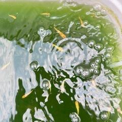 御神めだか　金錦ラメの画像