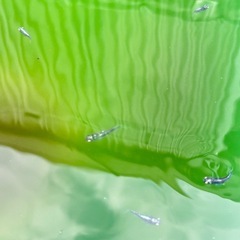 御神めだか　ブルネロ の画像