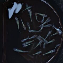 ネプサファメダカ10匹の画像