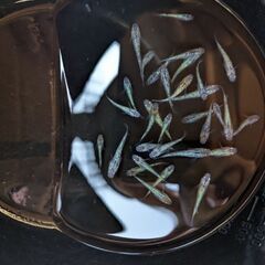 ネプサファメダカ10匹の画像