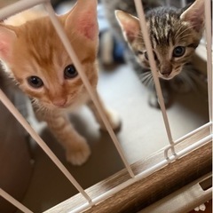 子猫　7月生まれの5兄弟