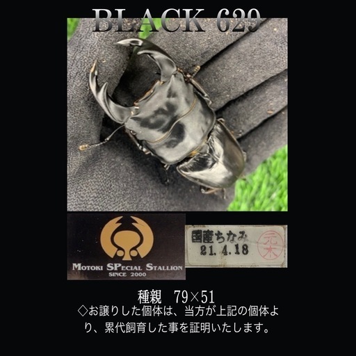 amiet Z-26438 MGS-MR | YOKOYA KANAGU STORE