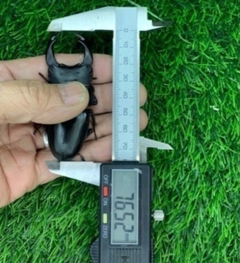 国産オオクワガタNO:93】完売しました。元木奈良輪ちなみ血統76