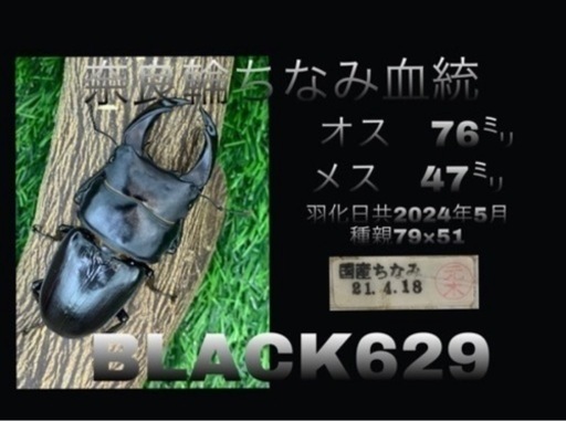 数量限定セール  国産オオクワガタNO:93】完売しました。元木奈良輪ちなみ血統76 その他