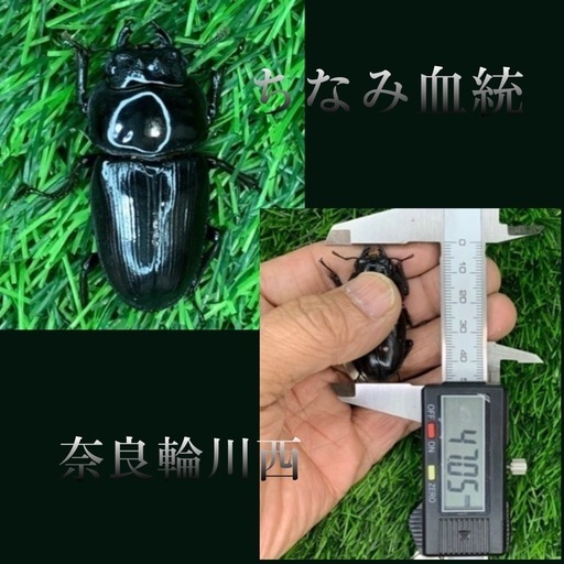 国産オオクワガタNO:114】奈良輪ちなみ血統 80ミリペアー