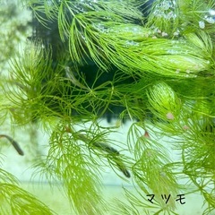 水草、多種の画像