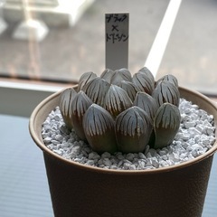ハオルチア　交配種
