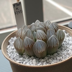 ハオルチア　交配種の画像