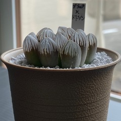 ハオルチア　交配種の画像