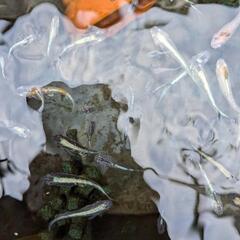 針子〜稚魚50匹