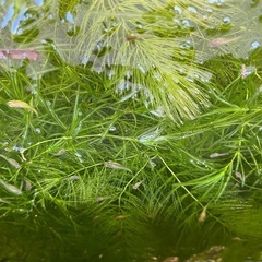 （取引中 ）
水草　マツモ　ナヤス　バケツいっぱい