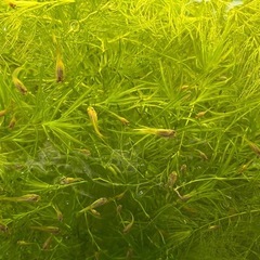 （取引中 ）
水草　マツモ　ナヤス　バケツいっぱいの画像