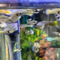 国産グッピー　ゴールド&コブラ系　稚魚若魚　10匹の画像