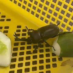 カブトムシ　オス