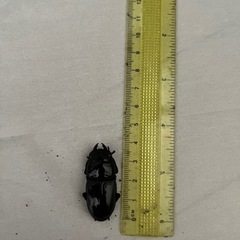 オオクワガタ♂♀セット
の画像