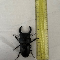 オオクワガタ♂♀セット
