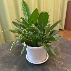 観葉植物　スパティフィラムの画像