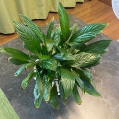 観葉植物　スパティフィラム