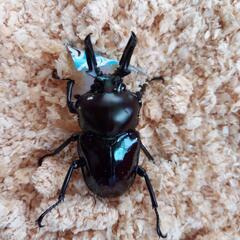 ニジイロクワガタ♂♀ペア(紫紺＆ノーマル赤系)お買得品！！の画像