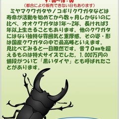 【オオクワガタ】8月10日販売予定　JA岡山はなやか東店