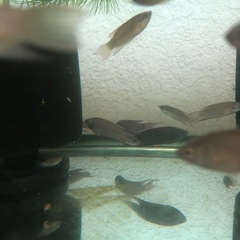希少！ブラック闘魚　幼魚　5匹1セット