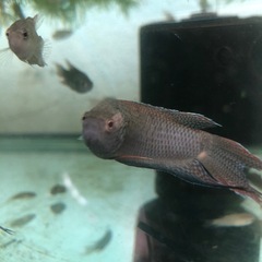 希少！ブラック闘魚1匹だと600円で5匹1セット1,000円
の画像