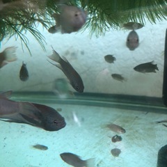 希少！ブラック闘魚1匹だと600円で5匹1セット1,000円
の画像