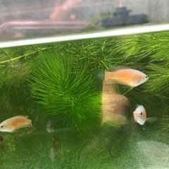闘魚　ブルーフィンレッドフレーム　1匹だと500円で5匹1セット1,000円の画像