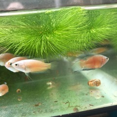 闘魚　ブルーフィンレッドフレーム　1匹だと500円で5匹1セット1,000円の画像