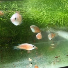 闘魚　ブルーフィンレッドフレーム　幼魚5匹1セット
