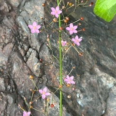 ★ 大岡山 ★ ハゼラン ★  苗 ★の画像