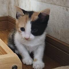 かわいいミケ　かのこちゃん