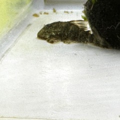 熱帯魚と水草の画像