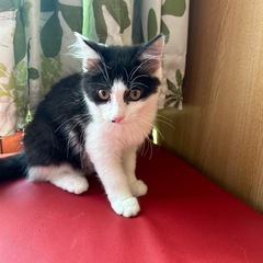 子猫の里親さん募集しています❗️白黒長毛3ヶ月女の子  