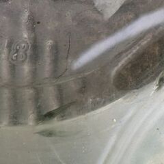 ミナミヌマエビ　20匹+αの画像