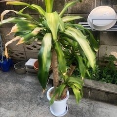観葉植物
