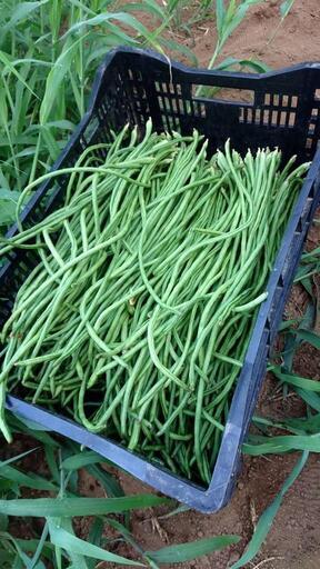 ささげ 約1kg 本日限定