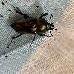 ニジイロクワガタ。メス⭐︎2匹セット