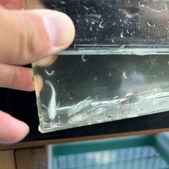 燐光めだか　4匹の画像