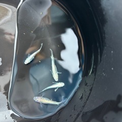 燐光めだか　4匹の画像